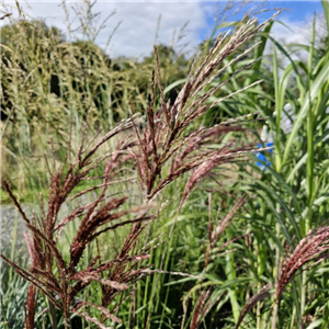 Miscanthus Sinensis 'Rotsilber'